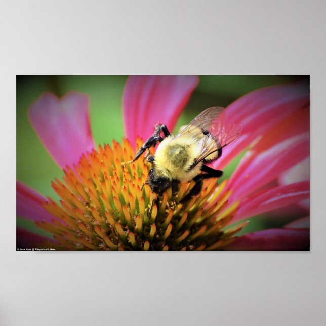 Biene auf Blume, Poster (Vorne)