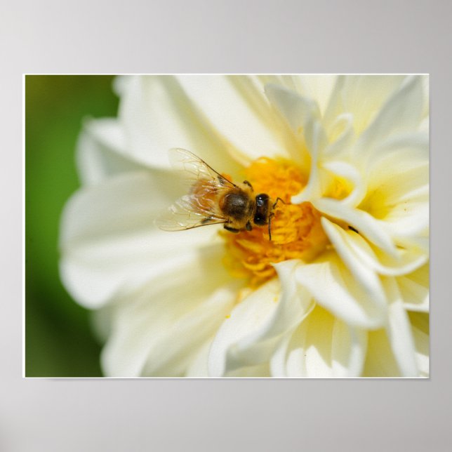 Biene auf Blume Poster (Vorne)