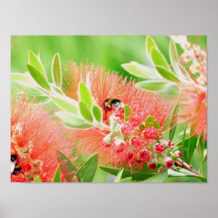 Biene auf Bottlebrush Poster