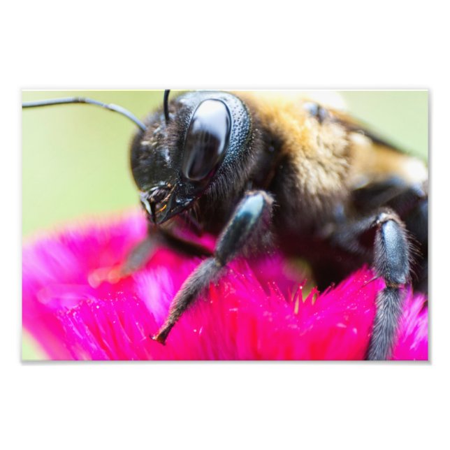 Biene auf Celosia, Ohio Fotodruck (Vorne)