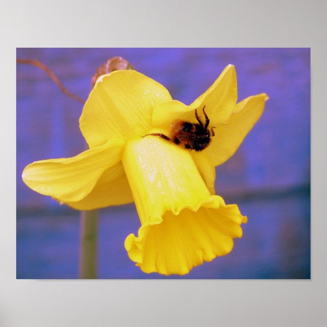 Biene auf Daffodil Poster (Vorne)