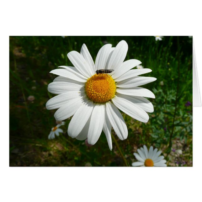 Biene auf Daisy Alaskan Summer Nature Foto (Vorderseite (Horizontal))