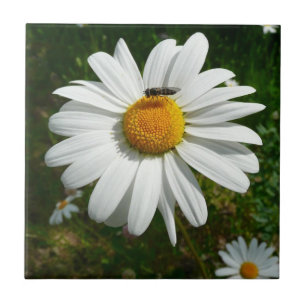 Biene auf Daisy Alaskan Summer Nature Foto Fliese