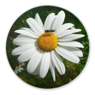 Biene auf Daisy Alaskan Summer Nature Foto Keramikknauf
