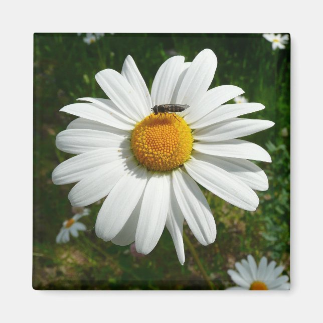 Biene auf Daisy Alaskan Summer Nature Foto Magnet (Vorne)