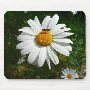 Biene auf Daisy Alaskan Summer Nature Foto Mousepad