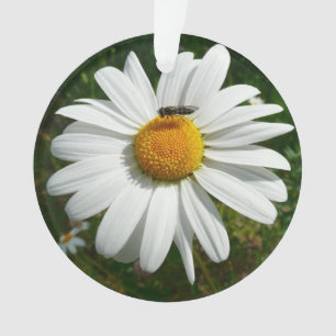Biene auf Daisy Alaskan Summer Nature Foto Ornament