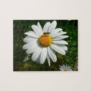 Biene auf Daisy Alaskan Summer Nature Foto Puzzle