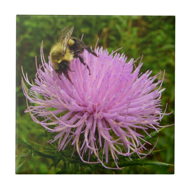 Biene auf der Blume Thistle Nature Fliese (Vorderseite)