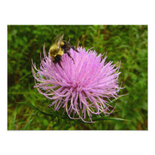 Biene auf der Blume Thistle Nature Fotodruck