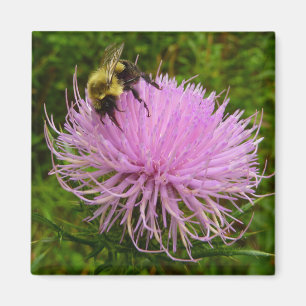 Biene auf der Blume Thistle Nature Magnet
