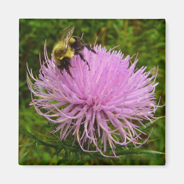Biene auf der Blume Thistle Nature Magnet (Vorne)