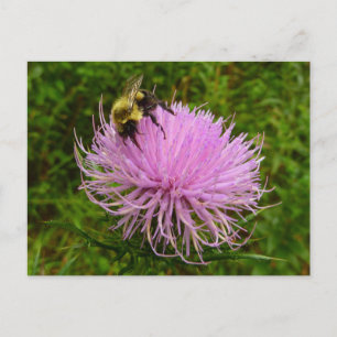Biene auf der Blume Thistle Nature Postkarte