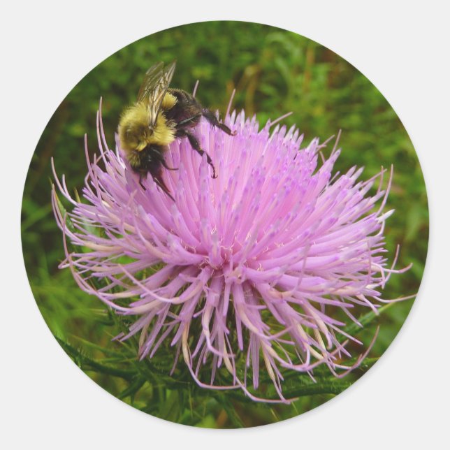 Biene auf der Blume Thistle Nature Runder Aufkleber (Vorderseite)
