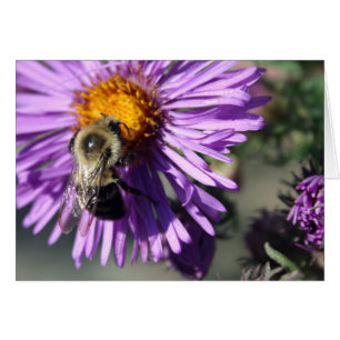 Biene auf einem Aster