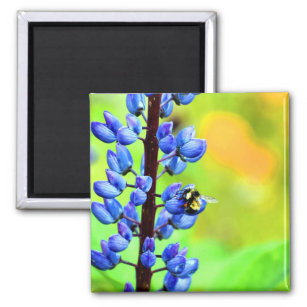 Biene auf einem Lupin-Foto Magnet