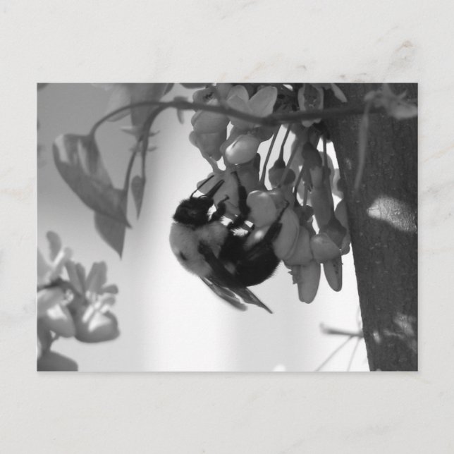 Biene auf einem Redbud Bloom Postkarte (Vorderseite)
