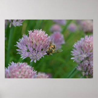 Biene auf einer Blume Poster