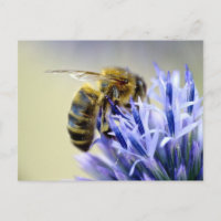 Biene auf einer Blume