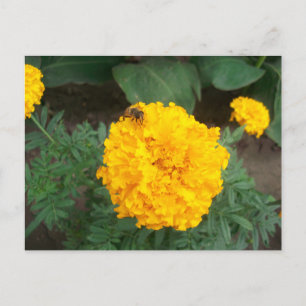 Biene auf einer hellgelben Blume, Foto Postkarte
