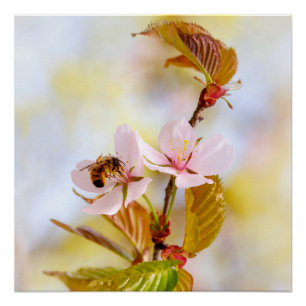 Biene auf einer Kirsche-Blume Poster