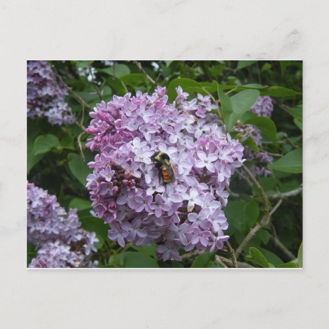 Biene auf einer Lilac-Postkarte Postkarte (Vorderseite)