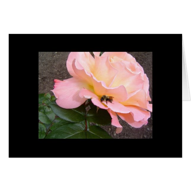 Biene auf einer Rose (Vorderseite (Horizontal))