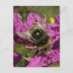 Biene auf Feuerweed, Insel Unalaska Postkarte