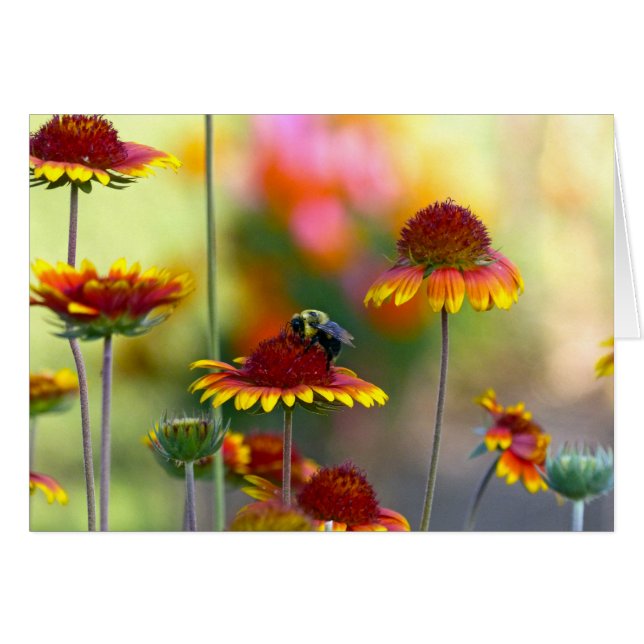 Biene auf Gaillardia (Vorderseite (Horizontal))