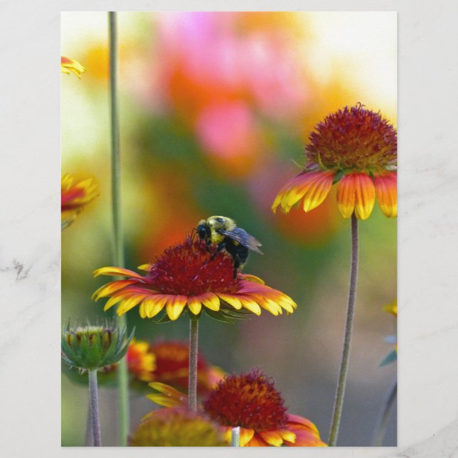 Biene auf Gaillardia (Vorderseite)