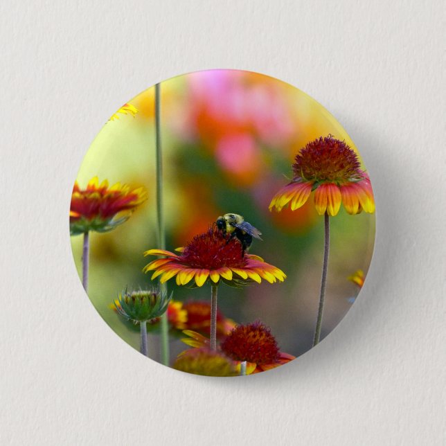 Biene auf Gaillardia Button (Vorderseite)