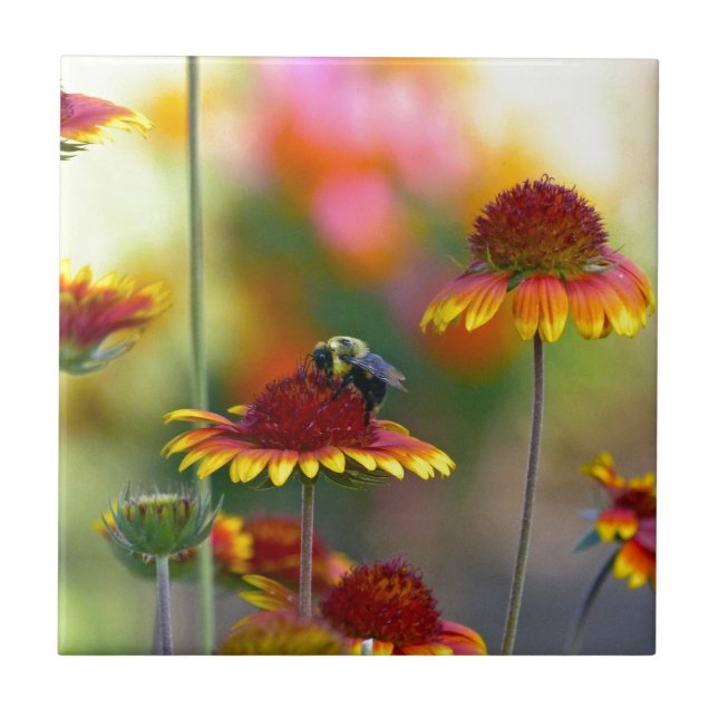 Biene auf Gaillardia Fliese (Vorderseite)