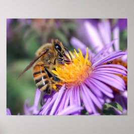 Biene auf Gelb & Lila Blume Poster