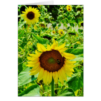 Biene auf gelber Sonnenblume