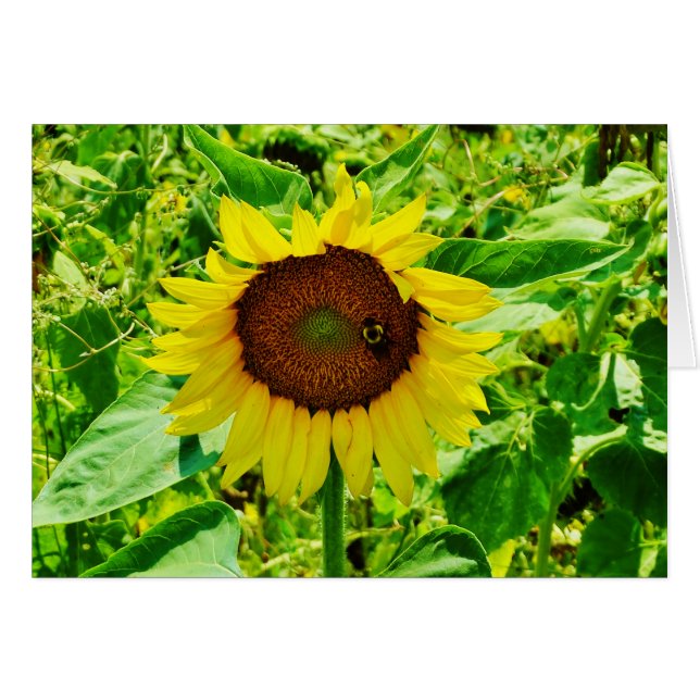 Biene auf gelber Sonnenblume (Vorderseite (Horizontal))