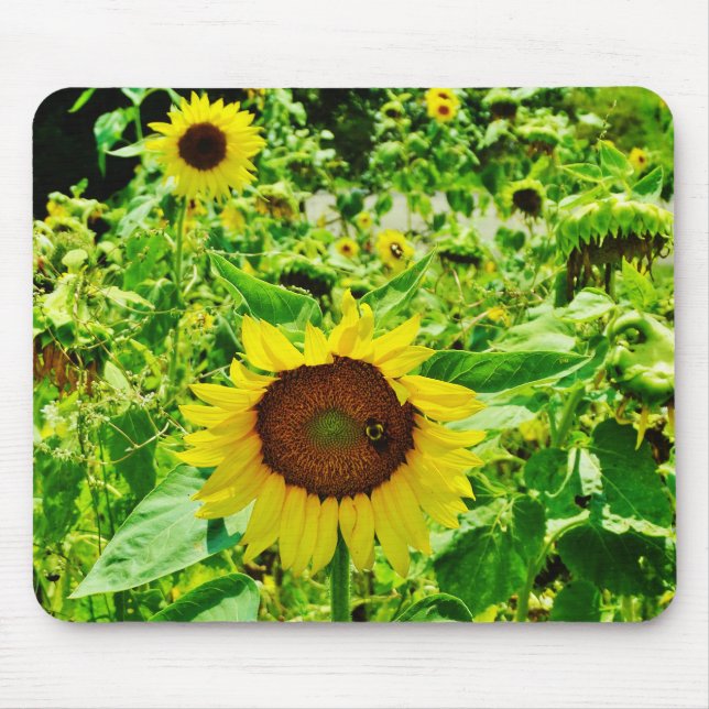 Biene auf gelber Sonnenblume Mousepad (Vorne)