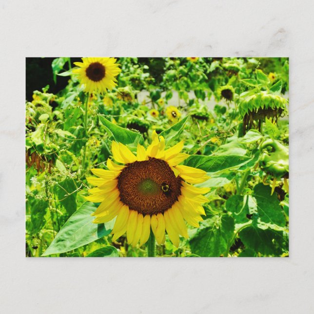 Biene auf gelber Sonnenblume Postkarte (Vorderseite)