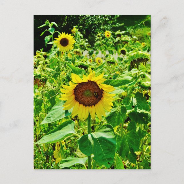 Biene auf gelber Sonnenblume Postkarte (Vorderseite)