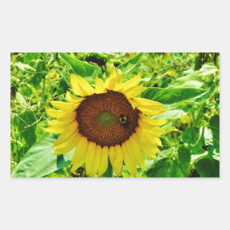 Biene auf gelber Sonnenblume Rechteckiger Aufkleber