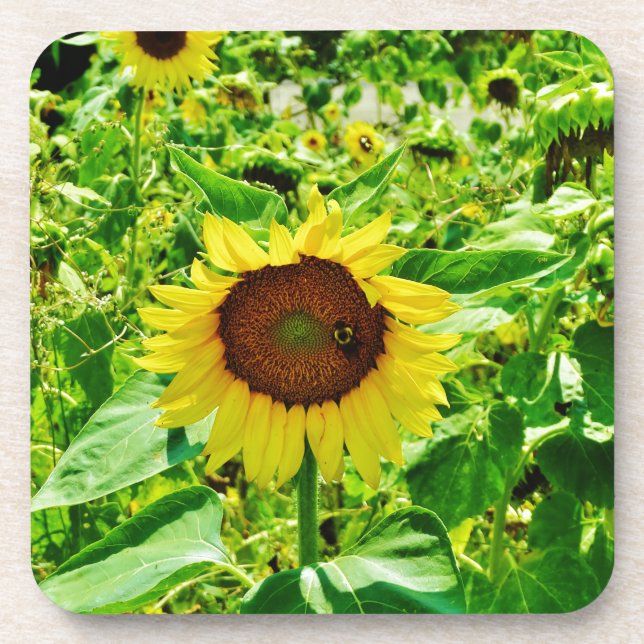 Biene auf gelber Sonnenblume Untersetzer (Vorderseite)