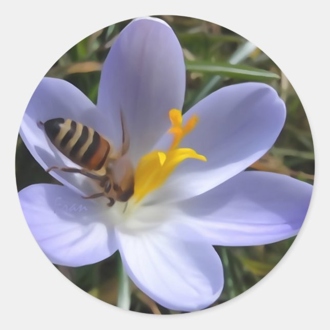 Biene auf Krokus Runder Aufkleber (Vorderseite)