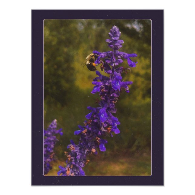 Biene auf Lavendel Fotodruck (Vorne)