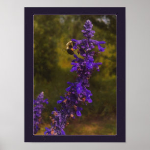 Biene auf Lavendel Poster