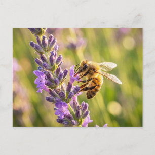 Biene auf Lavendel Postkarte