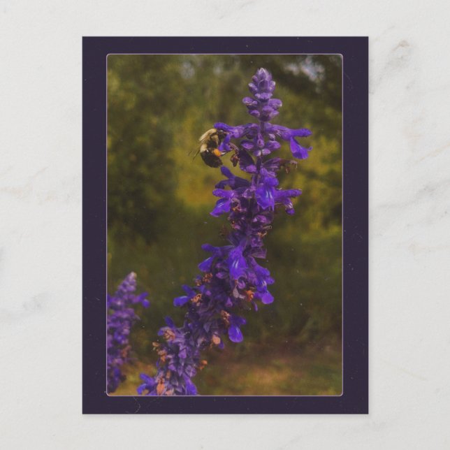 Biene auf Lavendel Postkarte (Vorderseite)