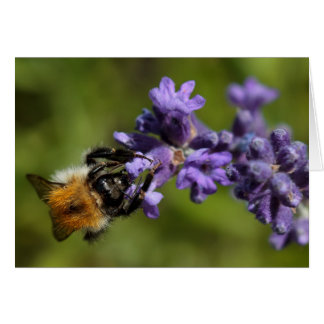 Biene auf Lavender