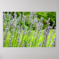 Biene auf Lavender Summer Floral