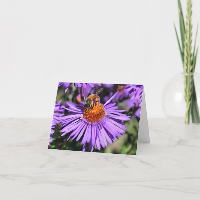 Biene auf lila Aster-Blüten-Fotografie (Vorderseite)