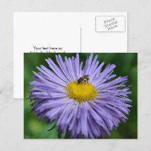 Biene auf lila Aster-Blüten-Fotografie Postkarte