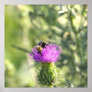 Biene auf lila Blumenposter Poster
